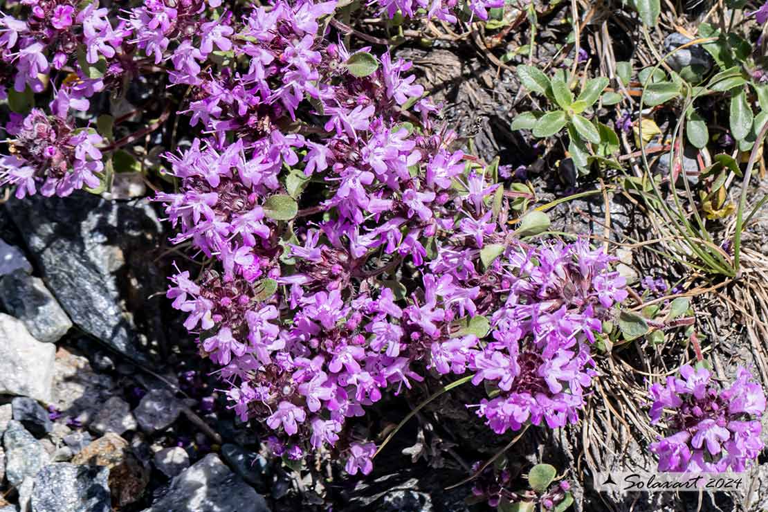 Thymus pulegioides - Timo goniotrico